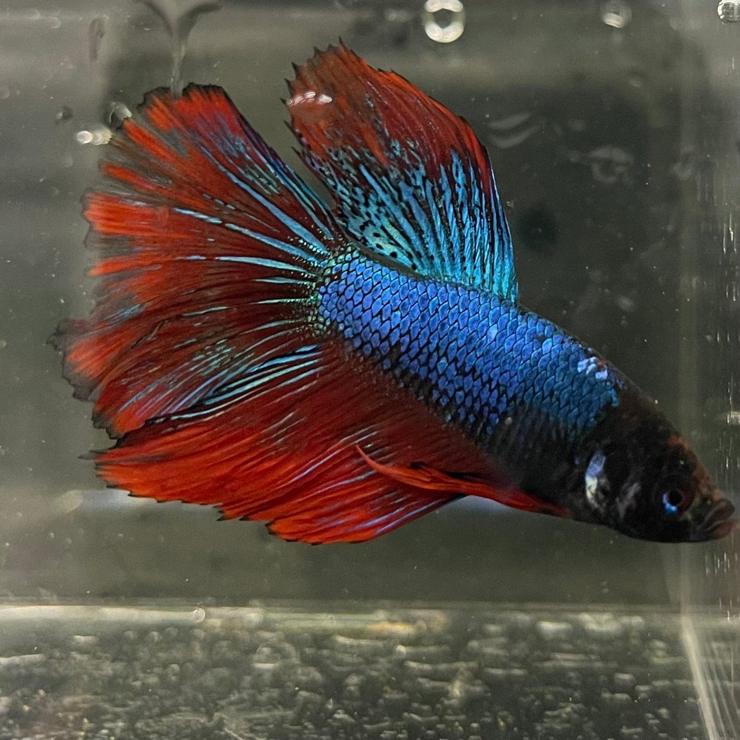 the-fish-farm Male Betta Male Betta - One Only - 16 Choose your favourite Male Betta from The Fish Farm Australia