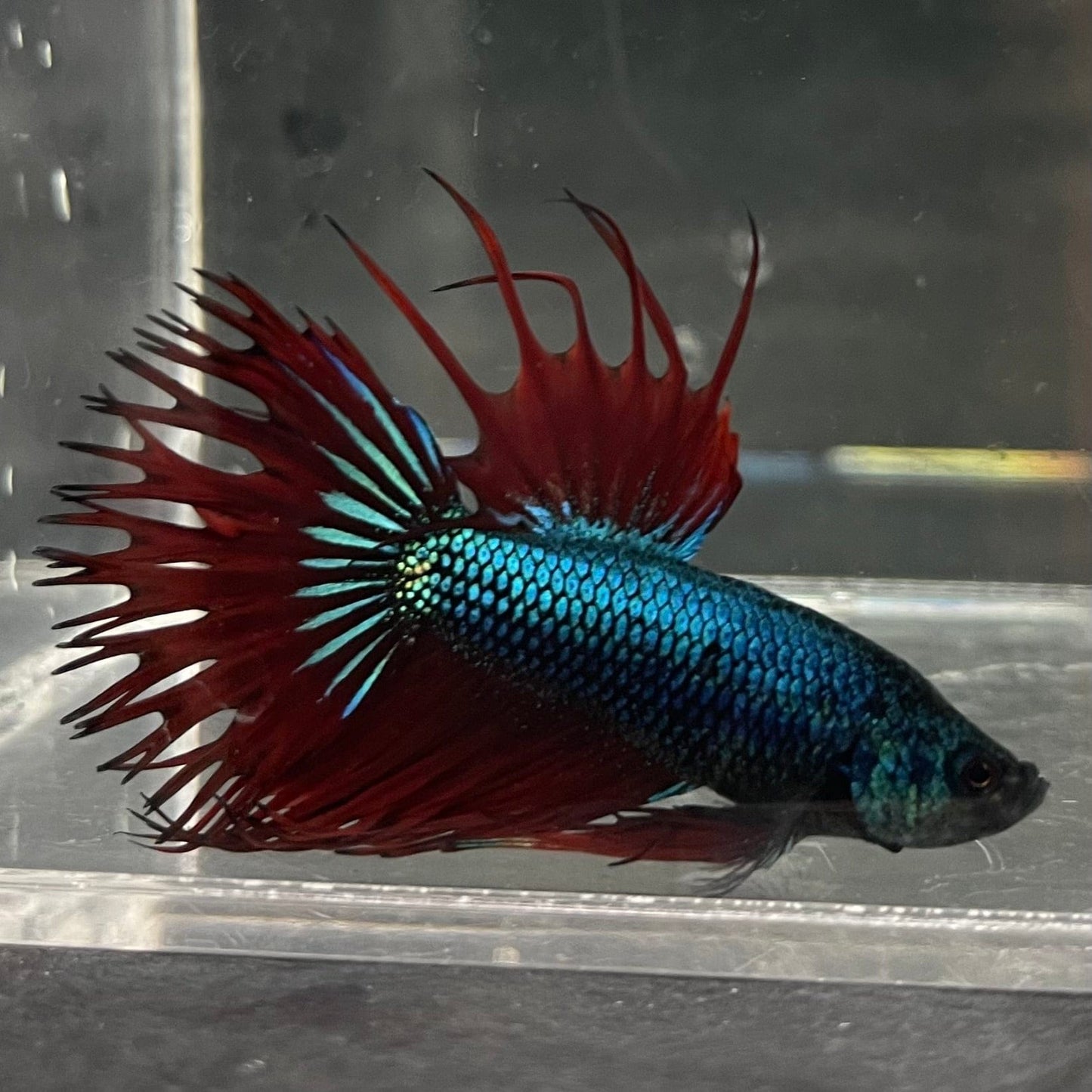 the-fish-farm Male Betta Male Betta - One Only - 16 Choose your favourite Male Betta from The Fish Farm Australia