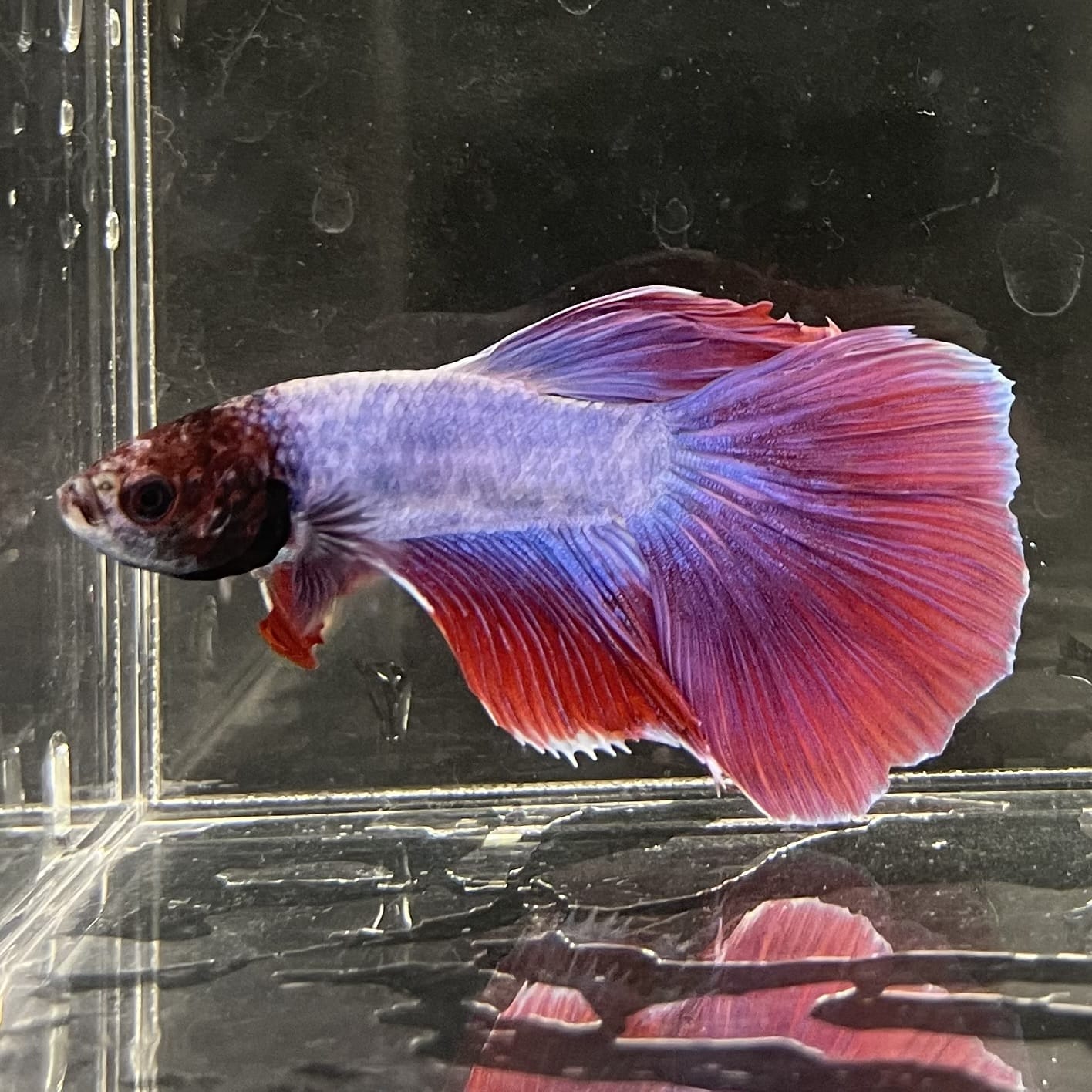 the-fish-farm Male Betta Male Betta - One Only - 16 Choose your favourite Male Betta from The Fish Farm Australia