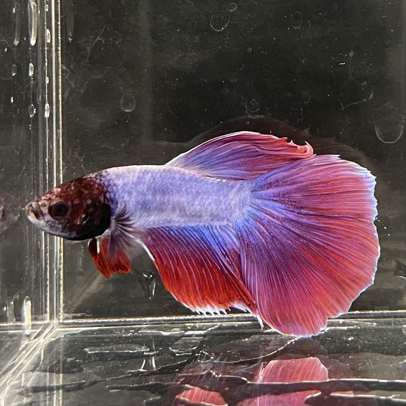 the-fish-farm Male Betta Male Betta - One Only - 16 Choose your favourite Male Betta from The Fish Farm Australia