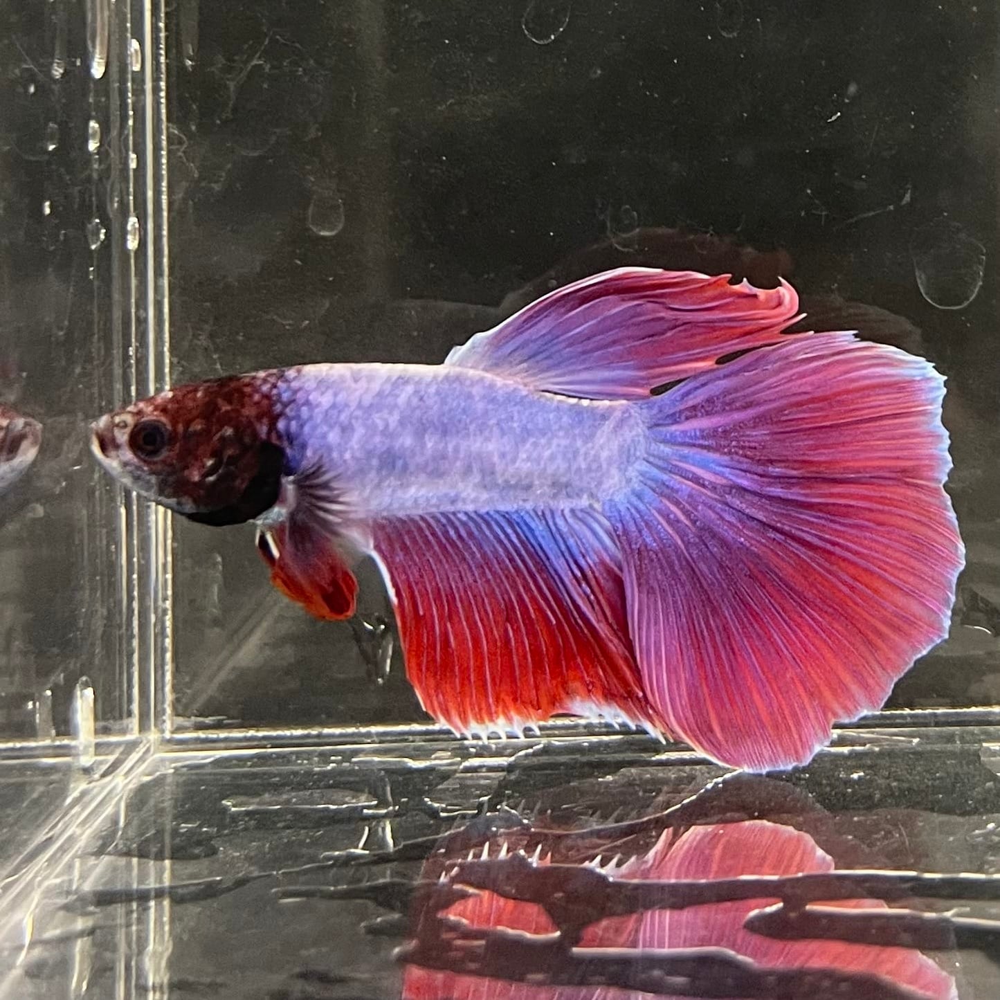 the-fish-farm Male Betta Male Betta - One Only - 16 Choose your favourite Male Betta from The Fish Farm Australia