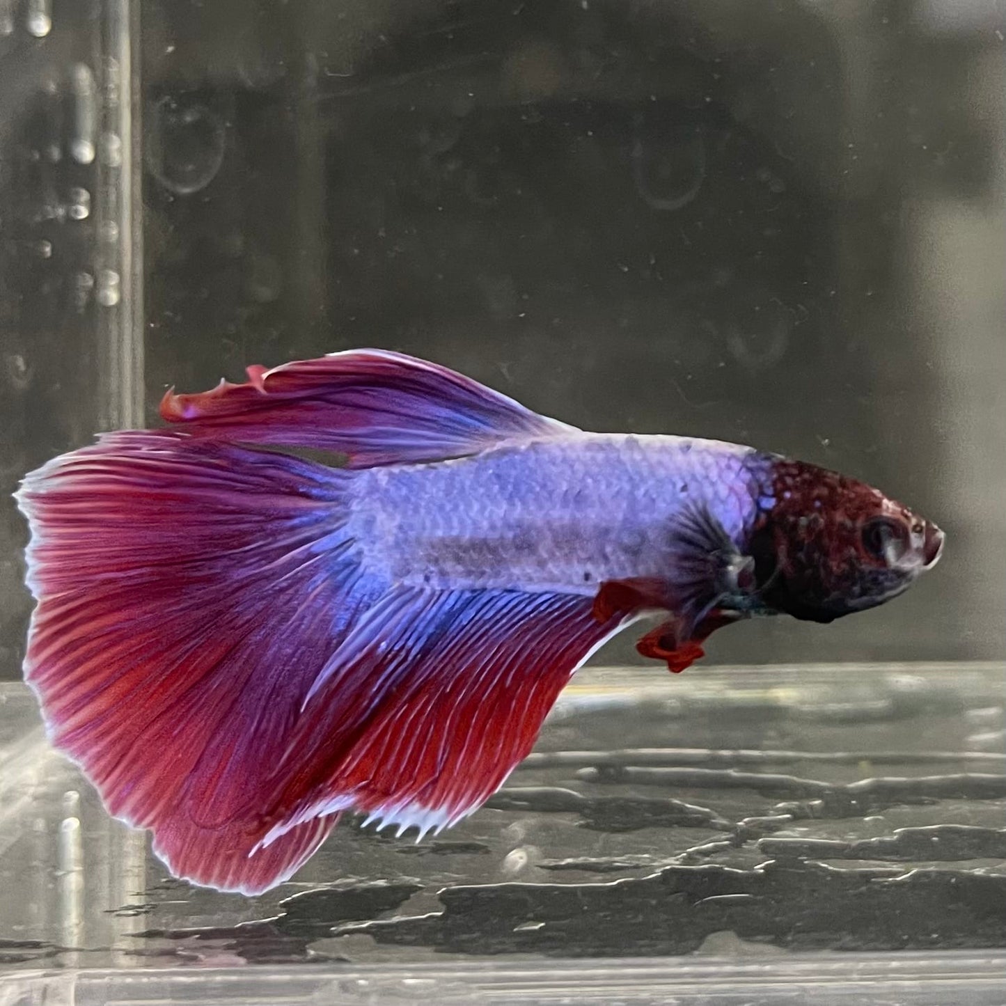 the-fish-farm Male Betta Male Betta - One Only - 16 Choose your favourite Male Betta from The Fish Farm Australia