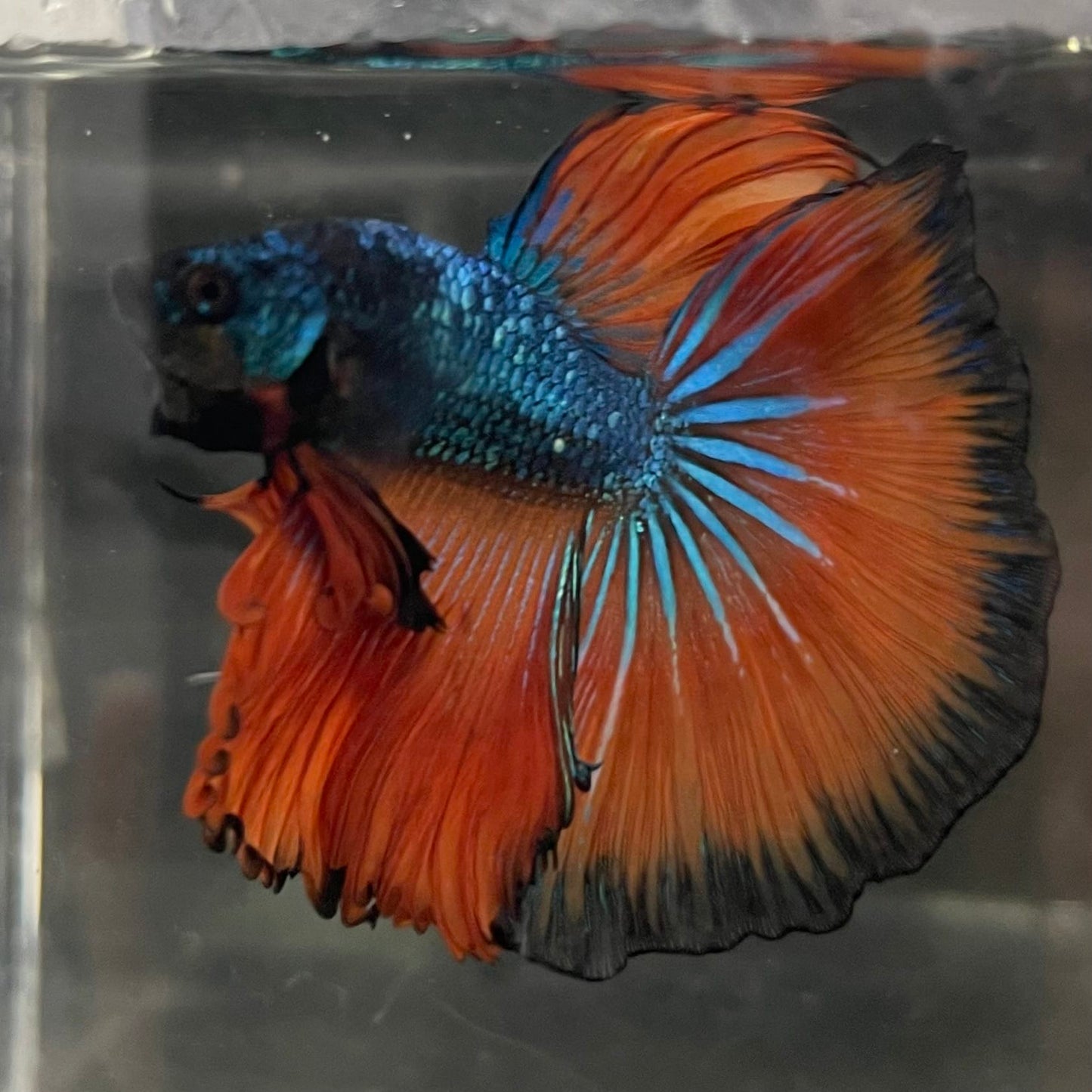 the-fish-farm Male Betta Male Betta - One Only - 16 Choose your favourite Male Betta from The Fish Farm Australia