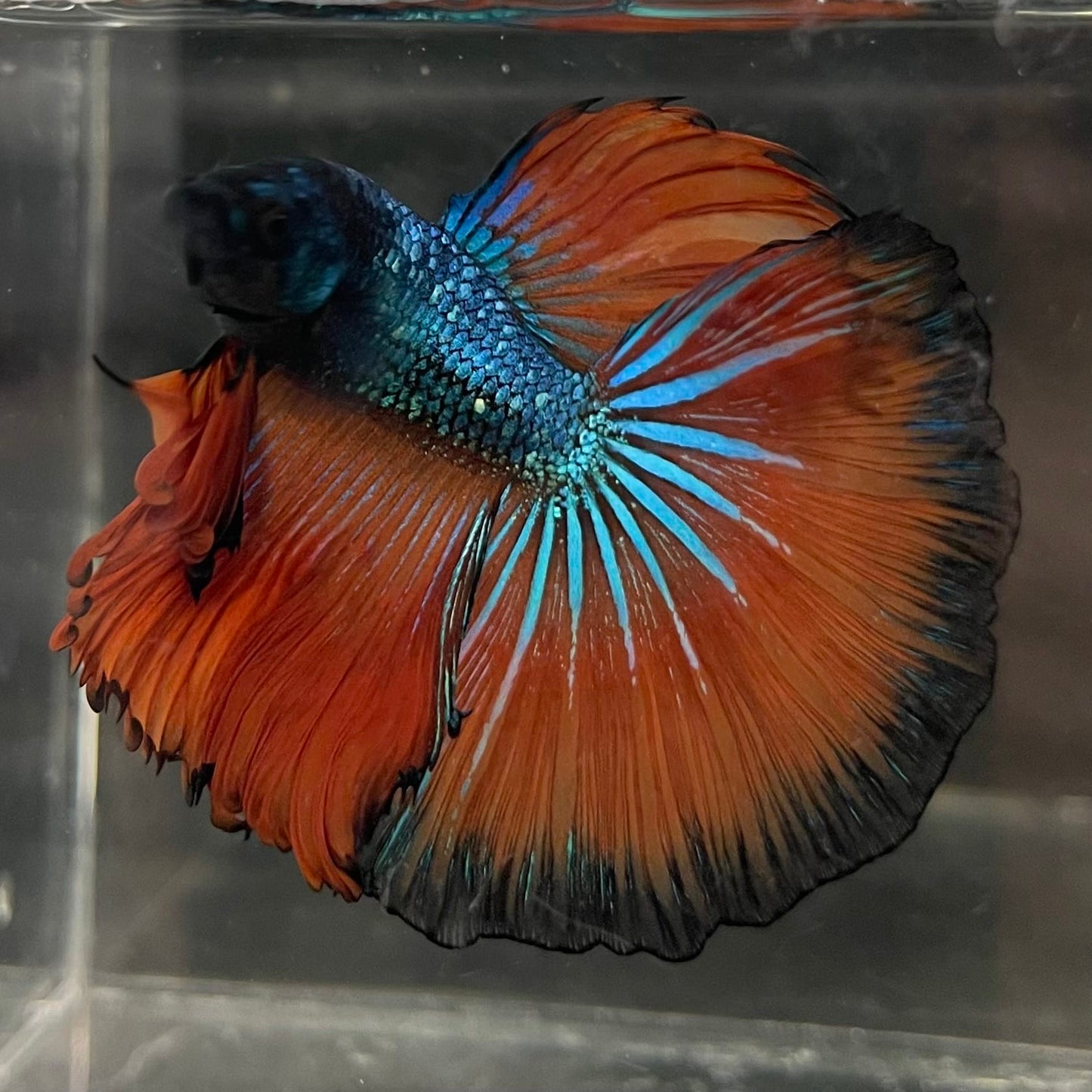 the-fish-farm Male Betta Male Betta - One Only - 16 Choose your favourite Male Betta from The Fish Farm Australia