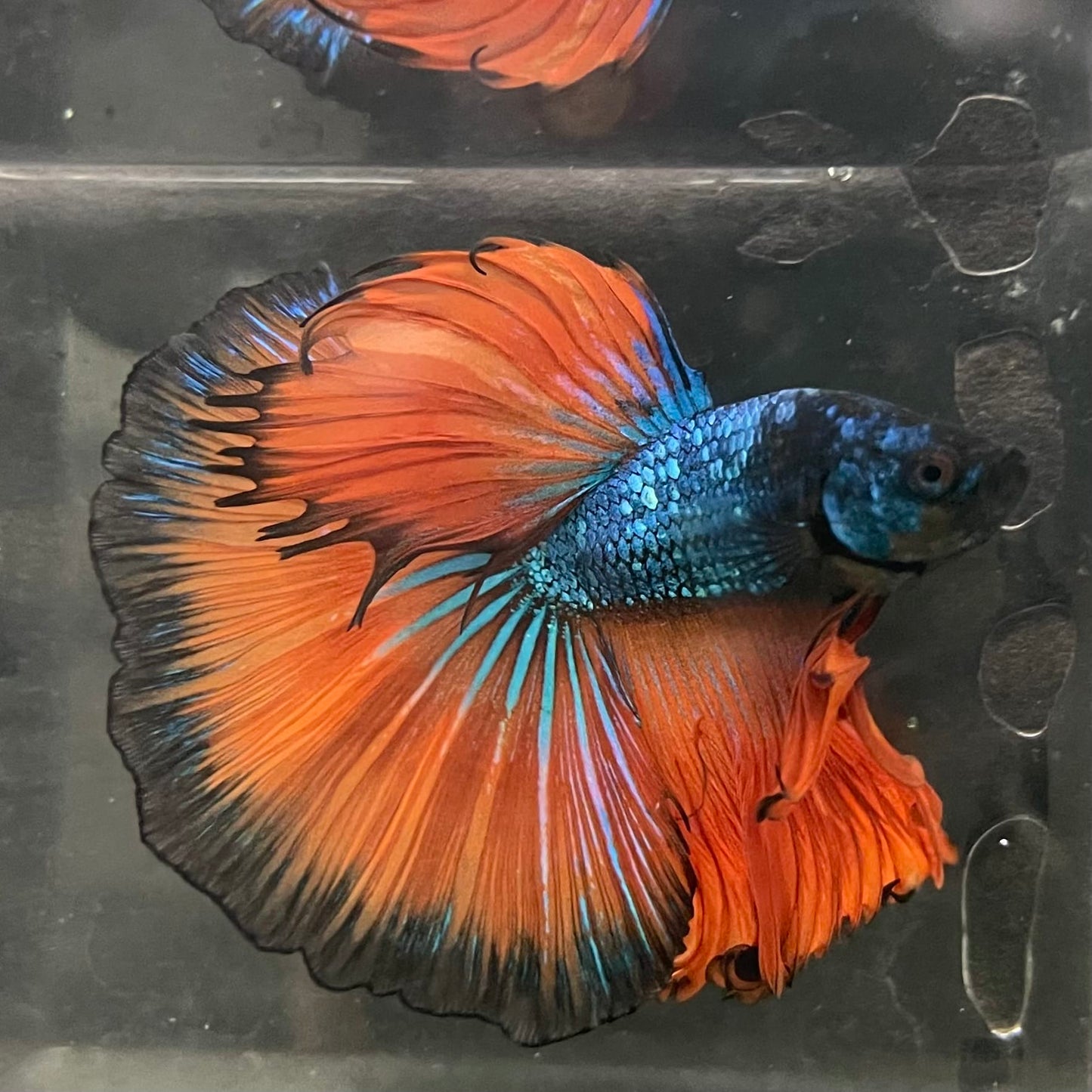 the-fish-farm Male Betta Male Betta - One Only - 16 Choose your favourite Male Betta from The Fish Farm Australia