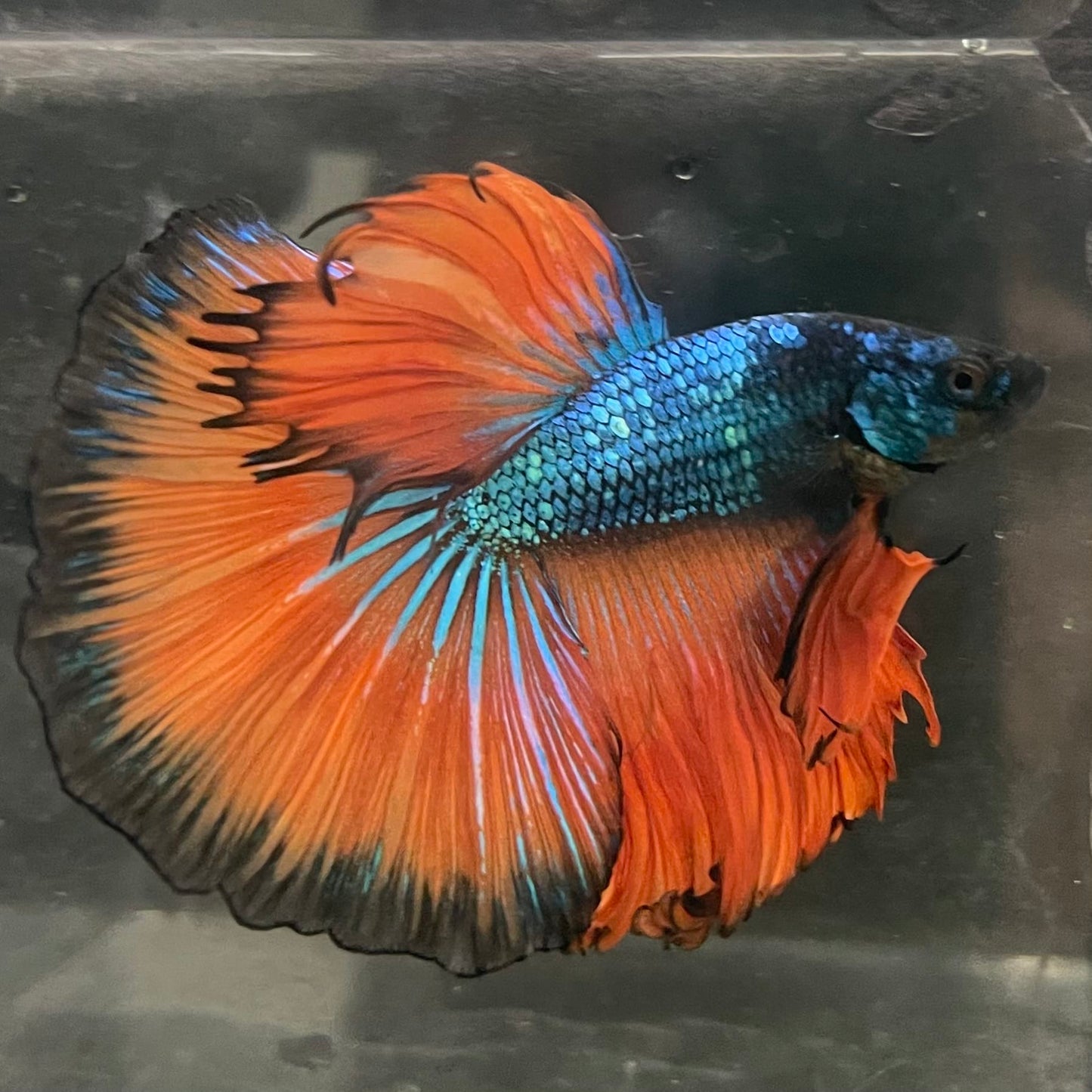 the-fish-farm Male Betta Male Betta - One Only - 16 Choose your favourite Male Betta from The Fish Farm Australia