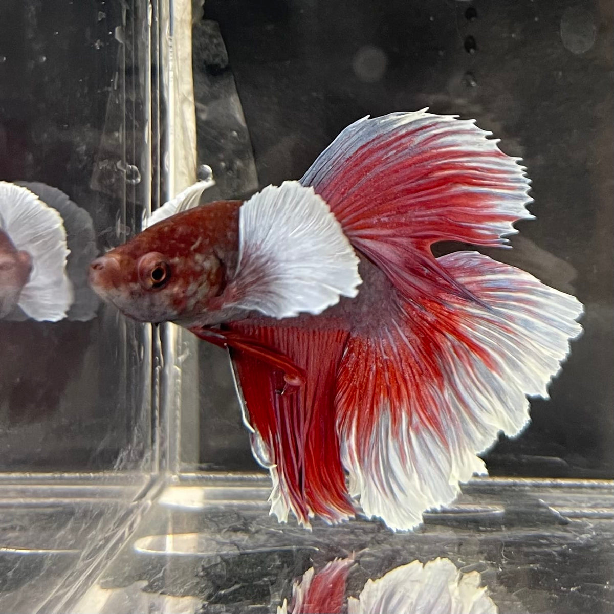 the-fish-farm Male Betta Male Betta - One Only - 16 Choose your favourite Male Betta from The Fish Farm Australia