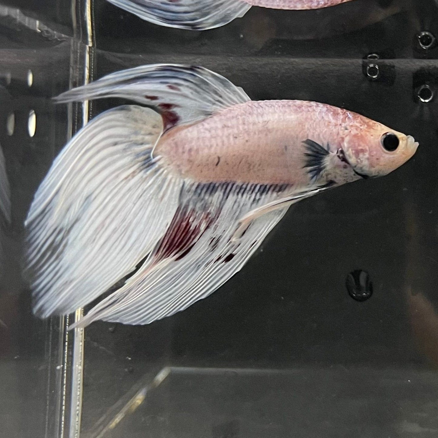 the-fish-farm Male Betta Male Betta - One Only - 17 Choose your favourite Male Betta from The Fish Farm Australia