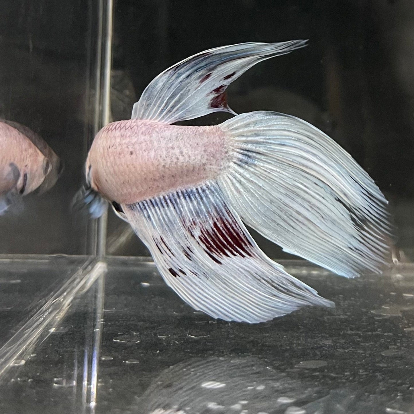 the-fish-farm Male Betta Male Betta - One Only - 17 Choose your favourite Male Betta from The Fish Farm Australia