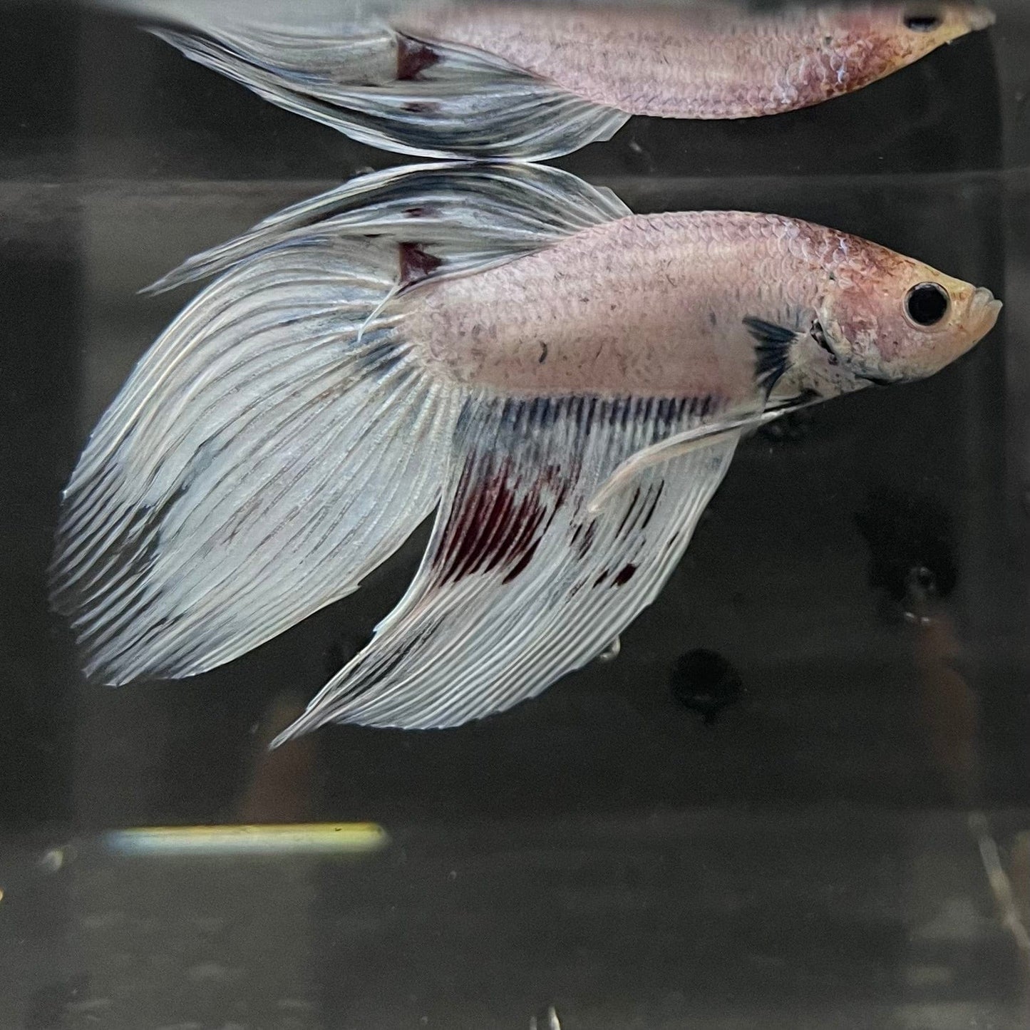 the-fish-farm Male Betta Male Betta - One Only - 17 Choose your favourite Male Betta from The Fish Farm Australia