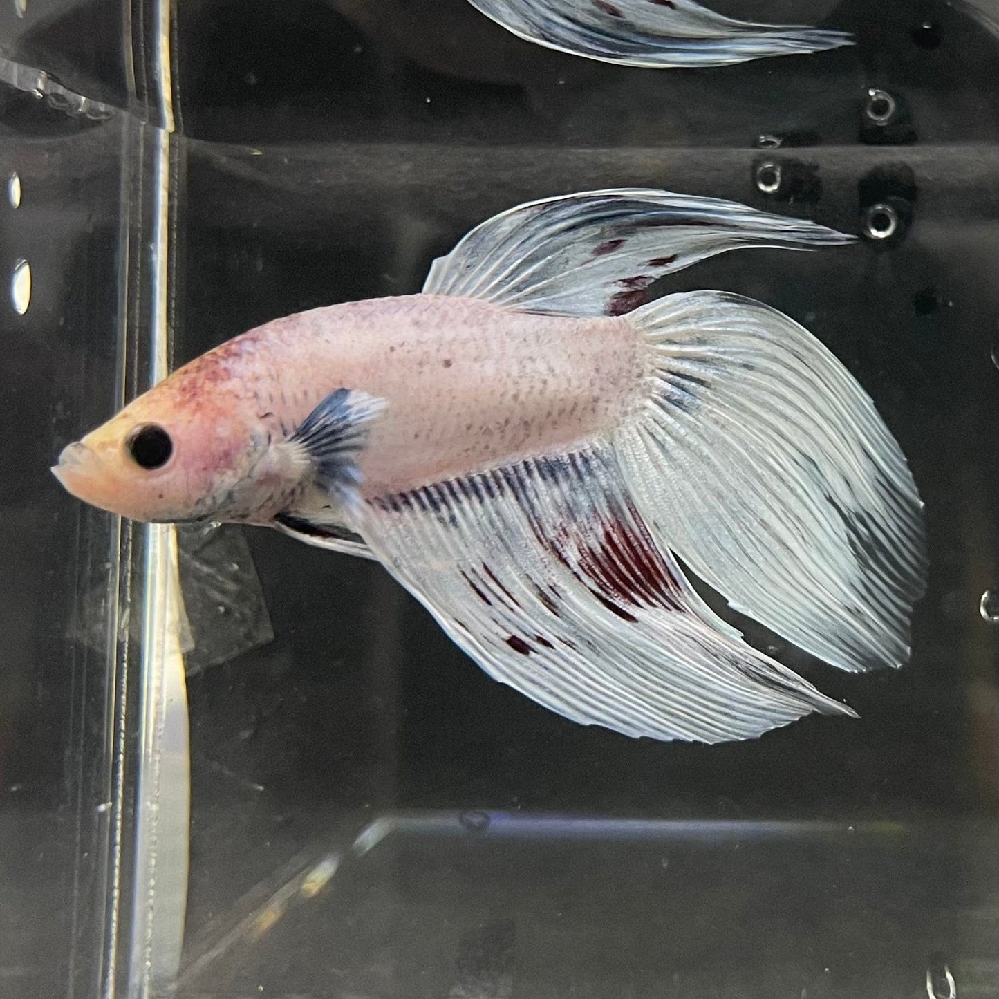 the-fish-farm Male Betta Male Betta - One Only - 17 Choose your favourite Male Betta from The Fish Farm Australia