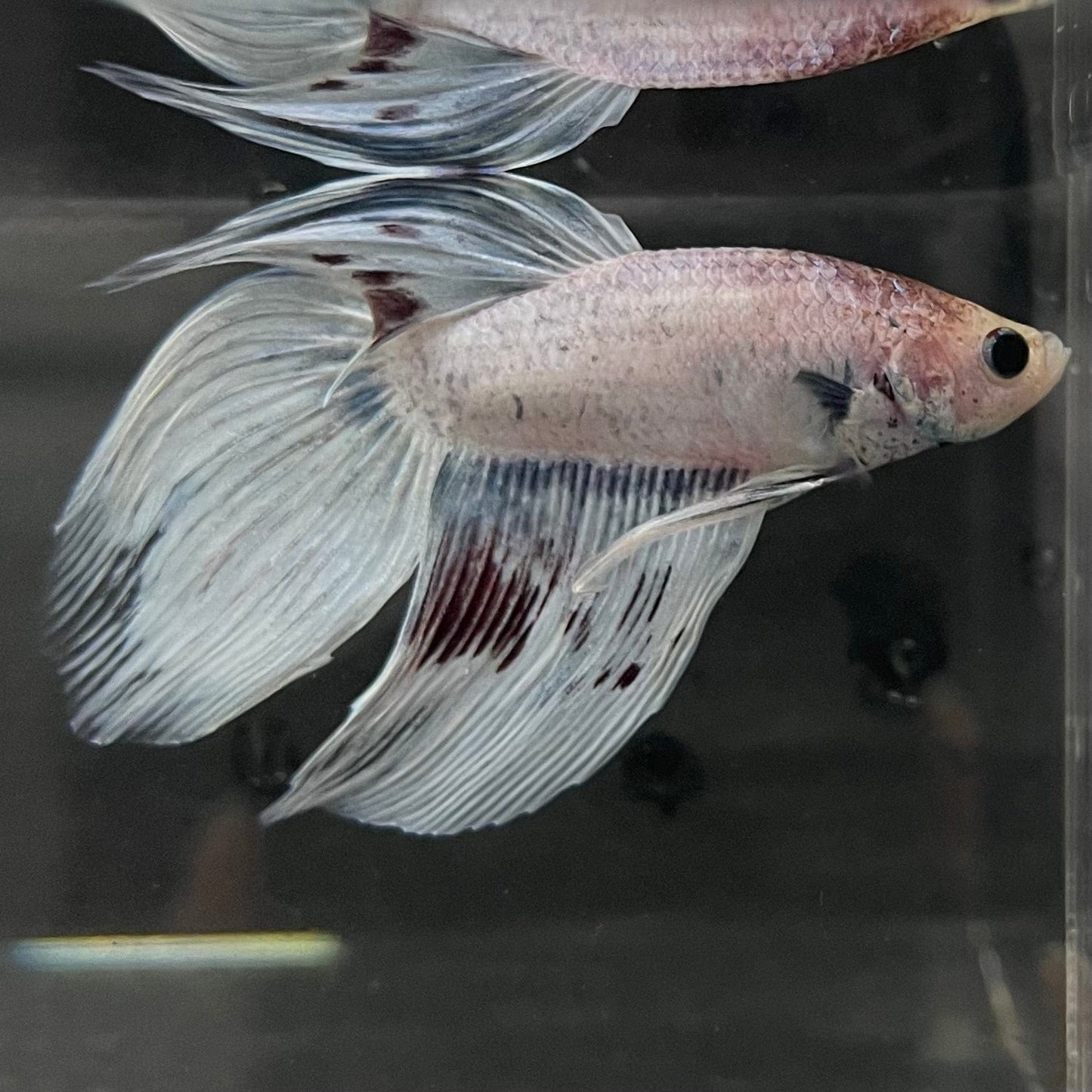 the-fish-farm Male Betta Male Betta - One Only - 17 Choose your favourite Male Betta from The Fish Farm Australia