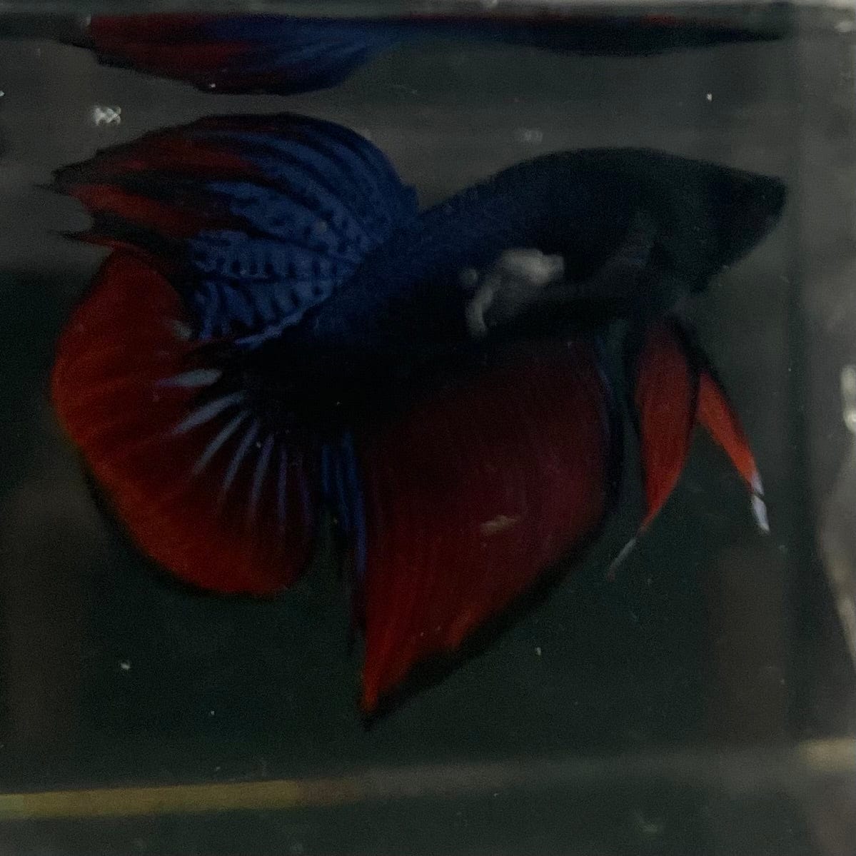 the-fish-farm Male Betta Male Betta - One Only - 17 Choose your favourite Male Betta from The Fish Farm Australia