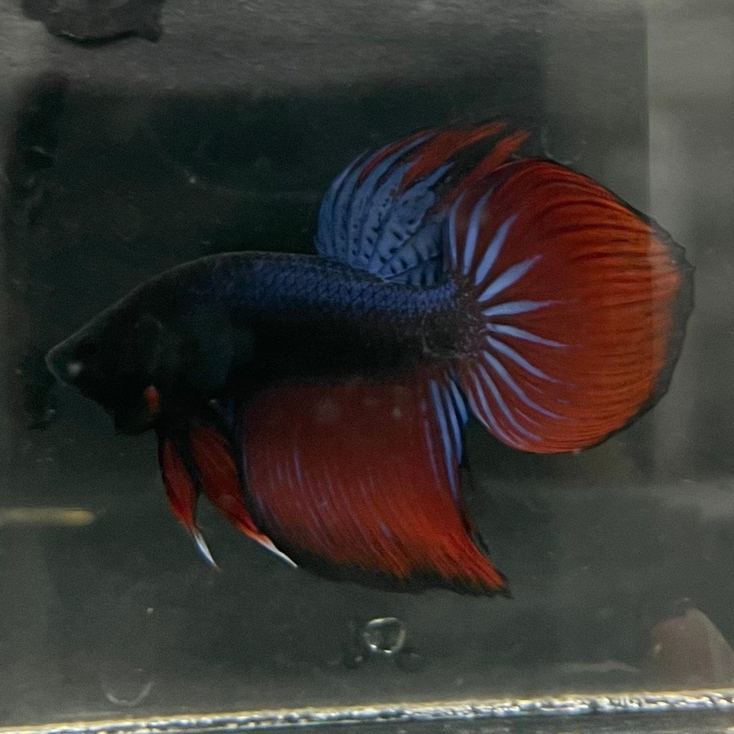 the-fish-farm Male Betta Male Betta - One Only - 17 Choose your favourite Male Betta from The Fish Farm Australia