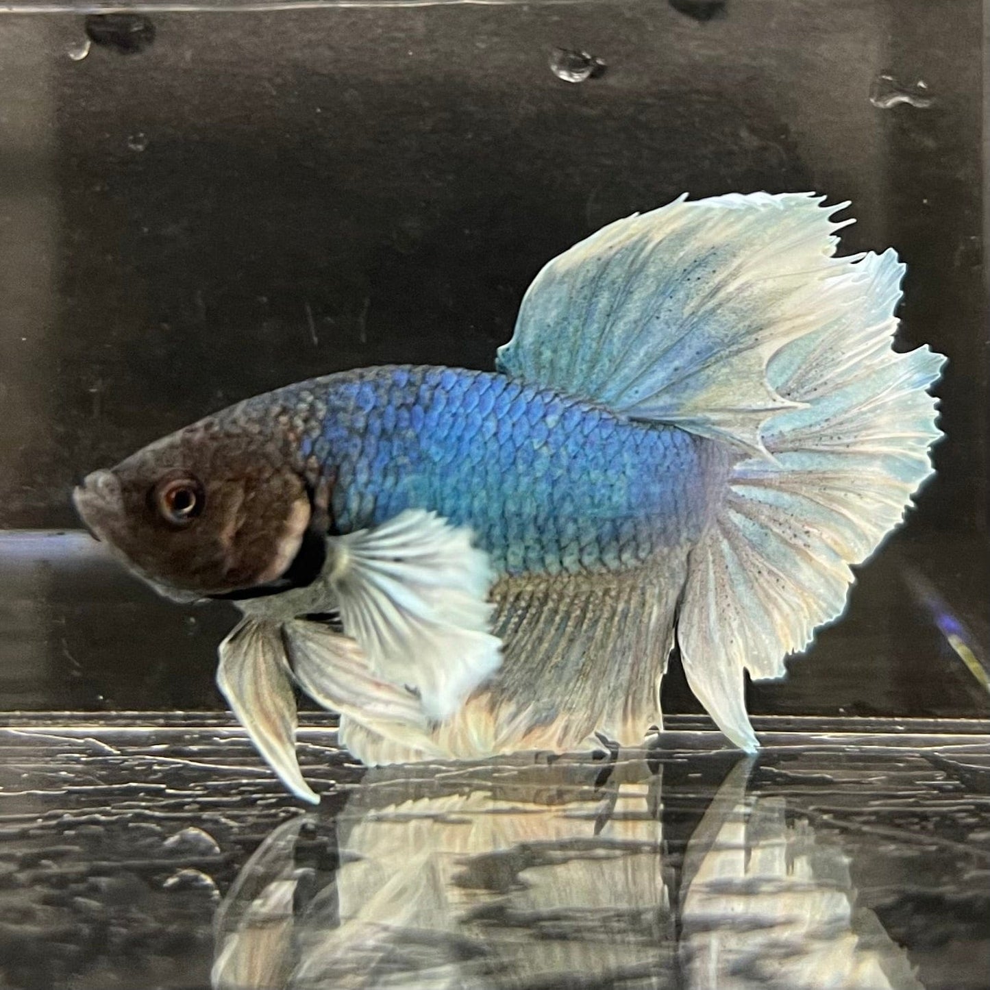 the-fish-farm Male Betta Male Betta - One Only - 17 Choose your favourite Male Betta from The Fish Farm Australia