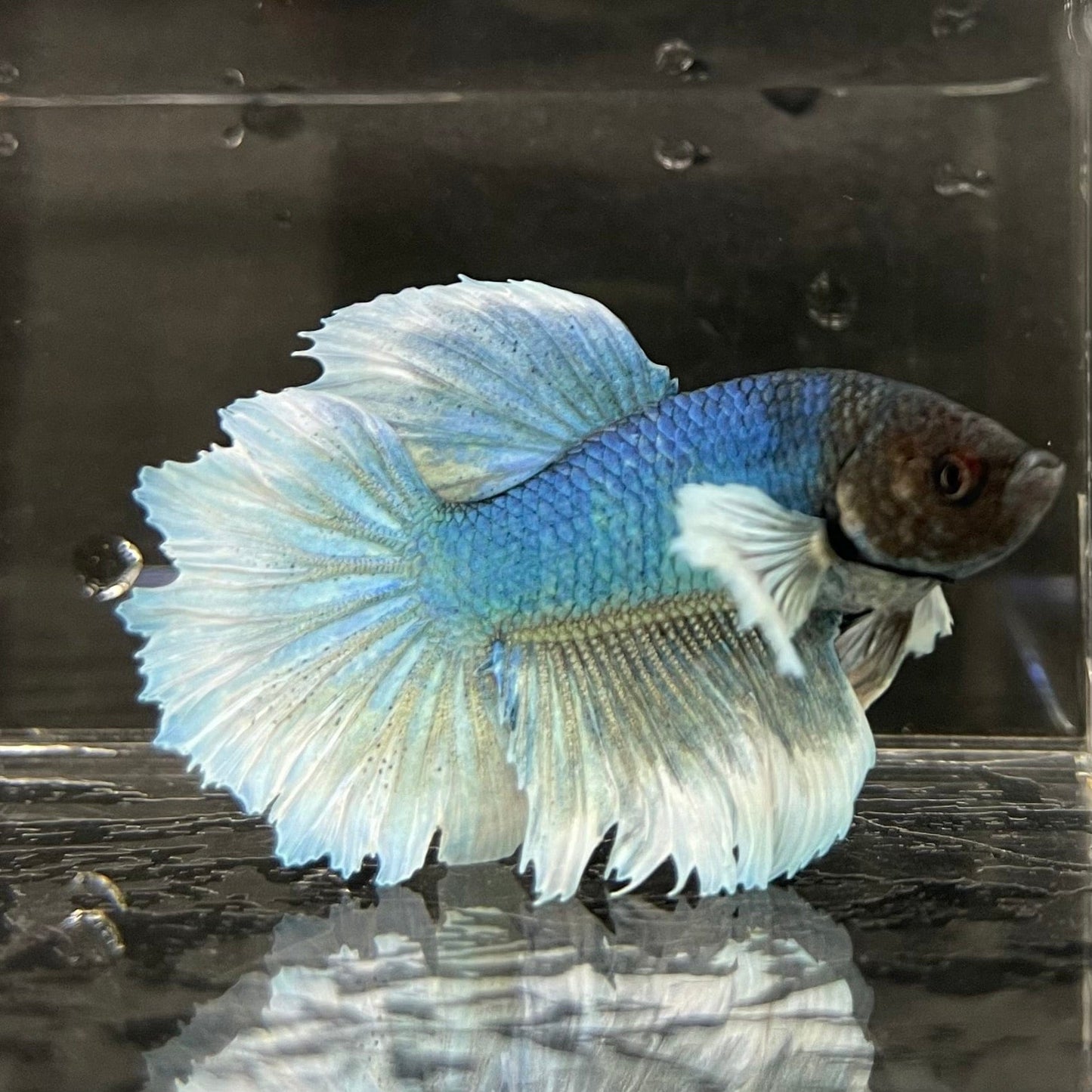 the-fish-farm Male Betta Male Betta - One Only - 17 Choose your favourite Male Betta from The Fish Farm Australia