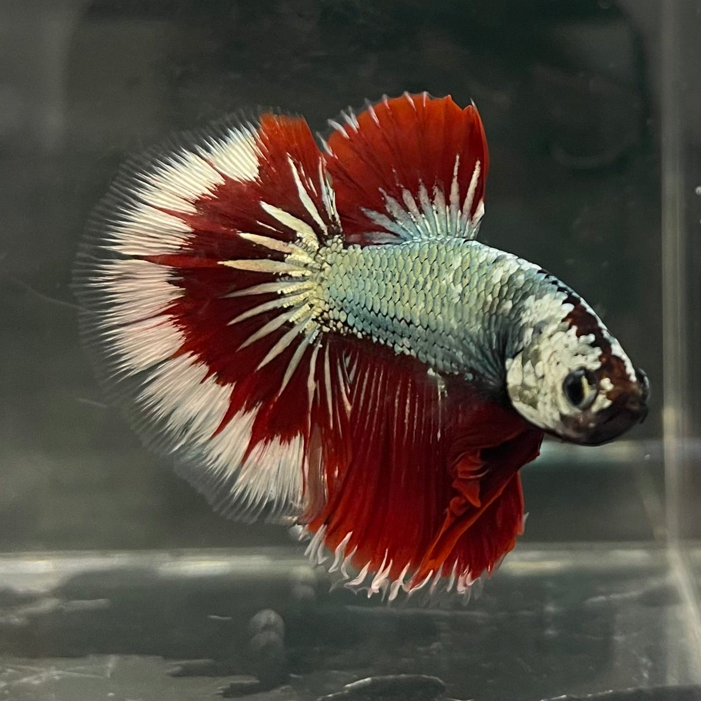 the-fish-farm Male Betta Male Betta - One Only - 17 Choose your favourite Male Betta from The Fish Farm Australia