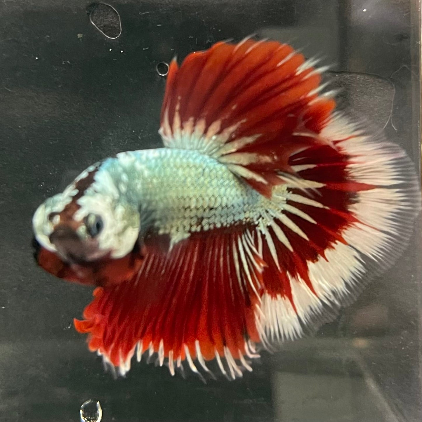 the-fish-farm Male Betta Male Betta - One Only - 17 Choose your favourite Male Betta from The Fish Farm Australia