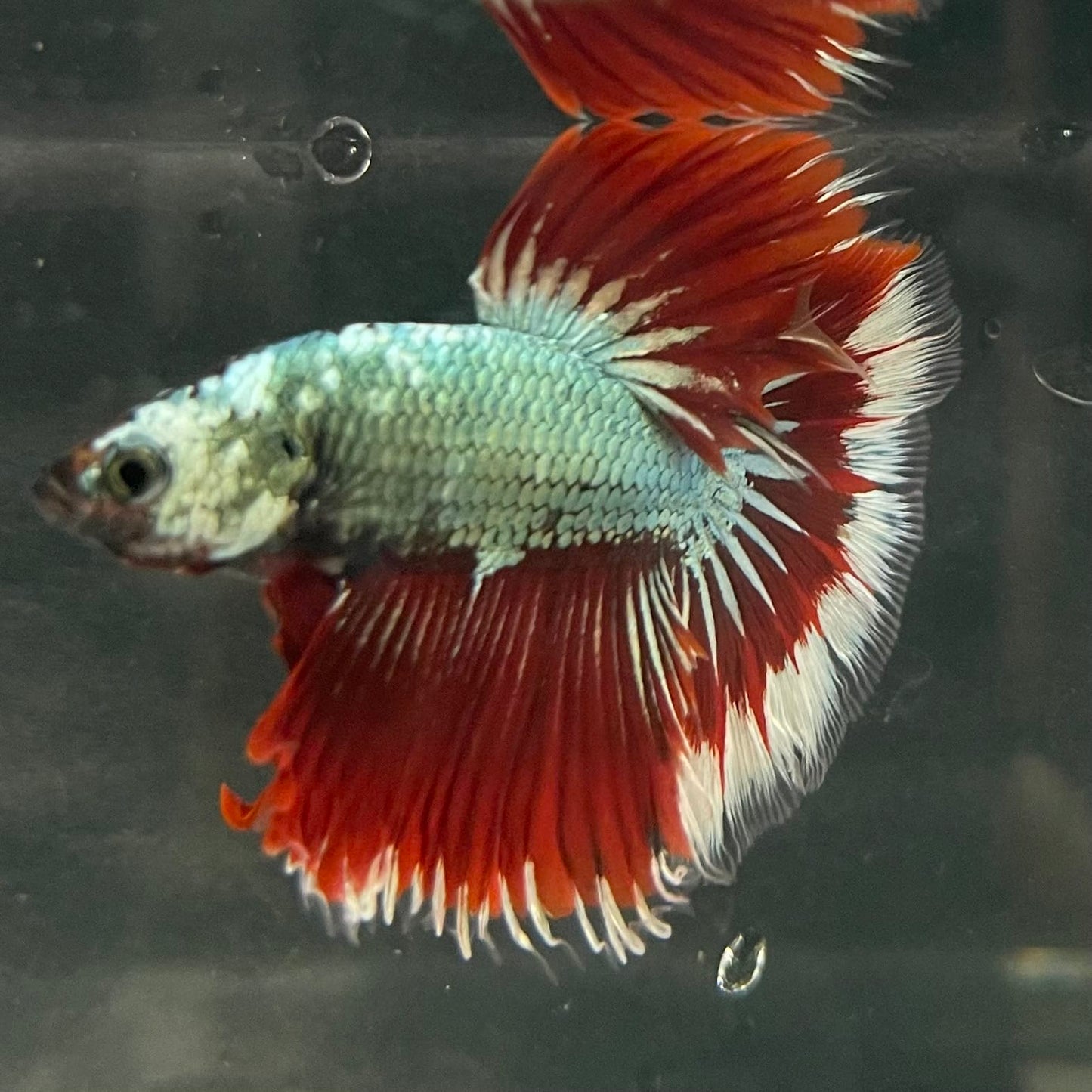 the-fish-farm Male Betta Male Betta - One Only - 17 Choose your favourite Male Betta from The Fish Farm Australia