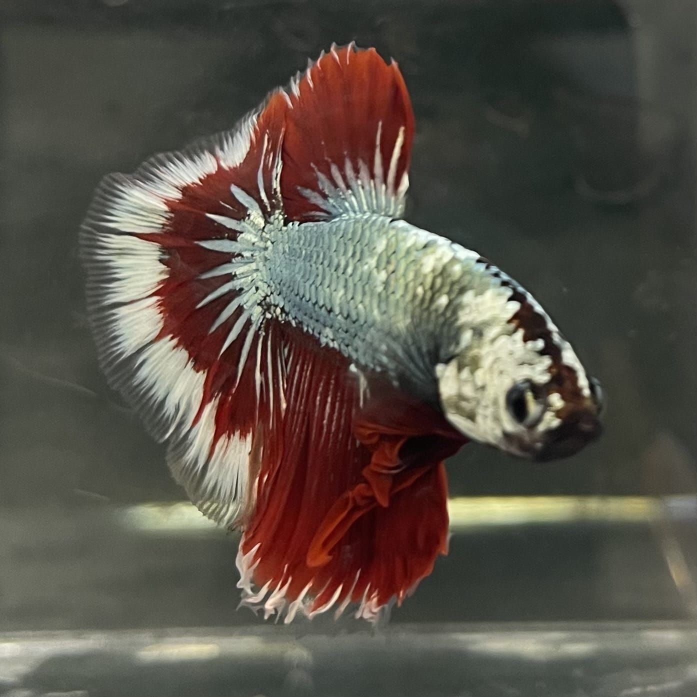 the-fish-farm Male Betta Male Betta - One Only - 17 Choose your favourite Male Betta from The Fish Farm Australia