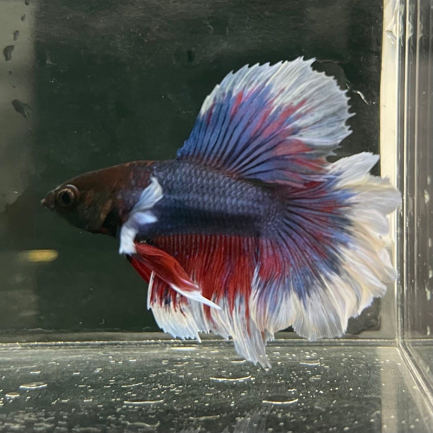 the-fish-farm Male Betta Male Betta - One Only - 17 Choose your favourite Male Betta from The Fish Farm Australia