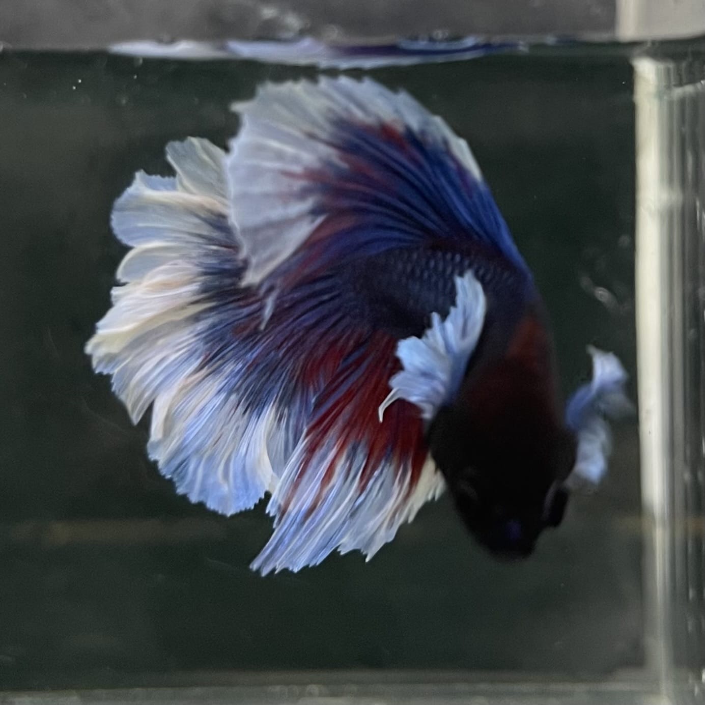 the-fish-farm Male Betta Male Betta - One Only - 17 Choose your favourite Male Betta from The Fish Farm Australia