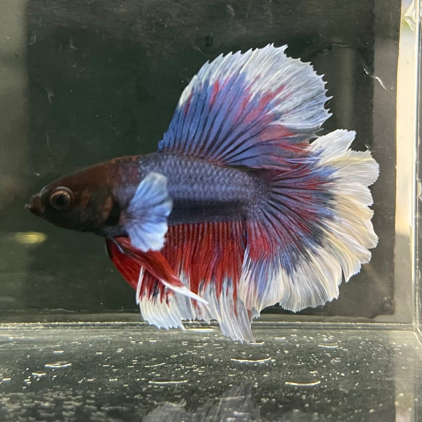 the-fish-farm Male Betta Male Betta - One Only - 17 Choose your favourite Male Betta from The Fish Farm Australia