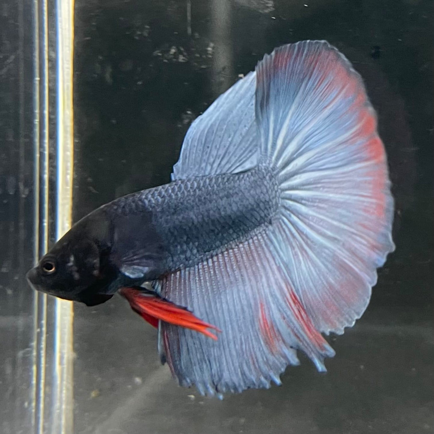 the-fish-farm Male Betta Male Betta - One Only - 17 Choose your favourite Male Betta from The Fish Farm Australia