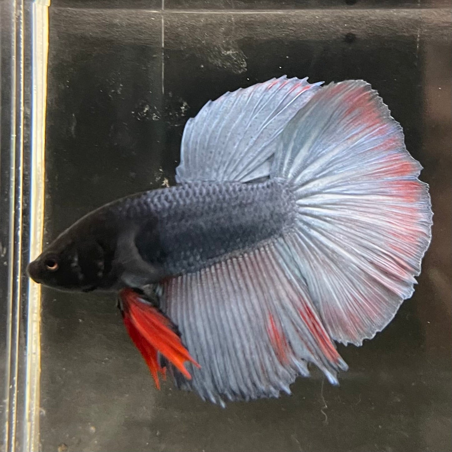 the-fish-farm Male Betta Male Betta - One Only - 17 Choose your favourite Male Betta from The Fish Farm Australia