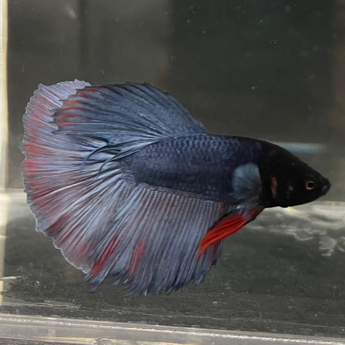 the-fish-farm Male Betta Male Betta - One Only - 17 Choose your favourite Male Betta from The Fish Farm Australia