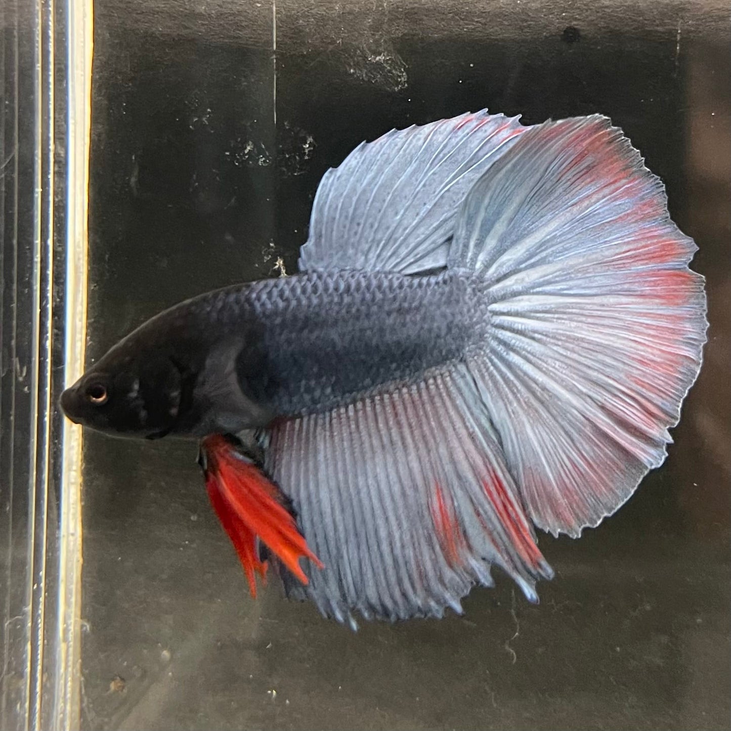 the-fish-farm Male Betta Male Betta - One Only - 17 Choose your favourite Male Betta from The Fish Farm Australia