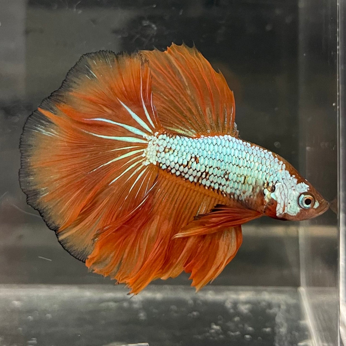 the-fish-farm Male Betta Male Betta - One Only - 17 Choose your favourite Male Betta from The Fish Farm Australia