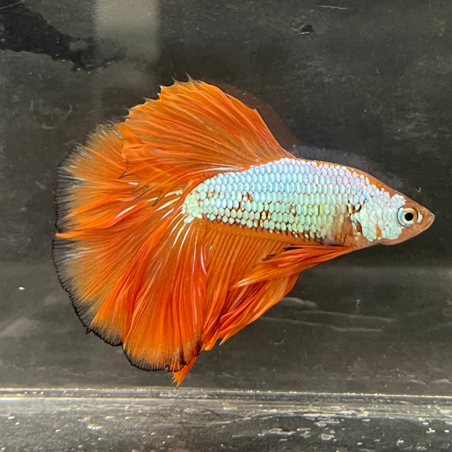 the-fish-farm Male Betta Male Betta - One Only - 17 Choose your favourite Male Betta from The Fish Farm Australia