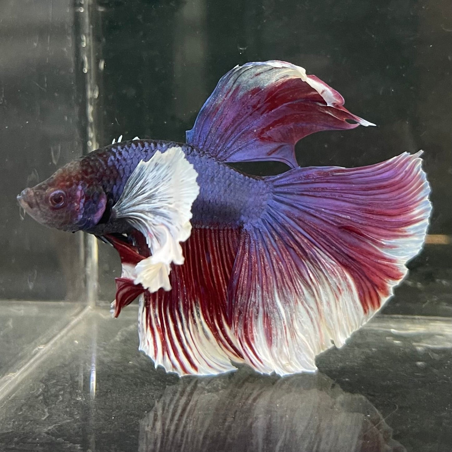 the-fish-farm Male Betta Male Betta - One Only - 17 Choose your favourite Male Betta from The Fish Farm Australia
