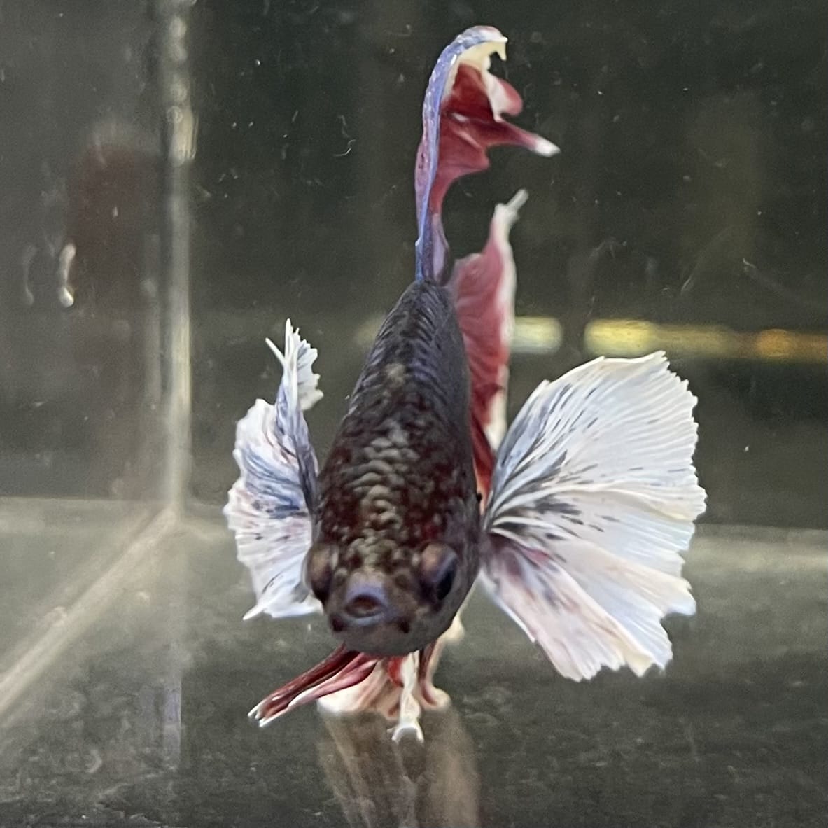 the-fish-farm Male Betta Male Betta - One Only - 17 Choose your favourite Male Betta from The Fish Farm Australia