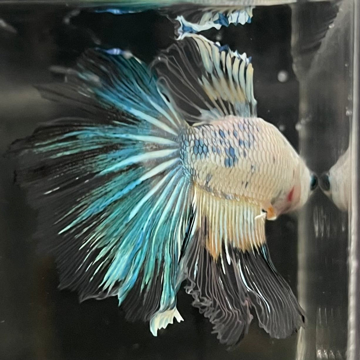 the-fish-farm Male Betta Male Betta - One Only - 17 Choose your favourite Male Betta from The Fish Farm Australia