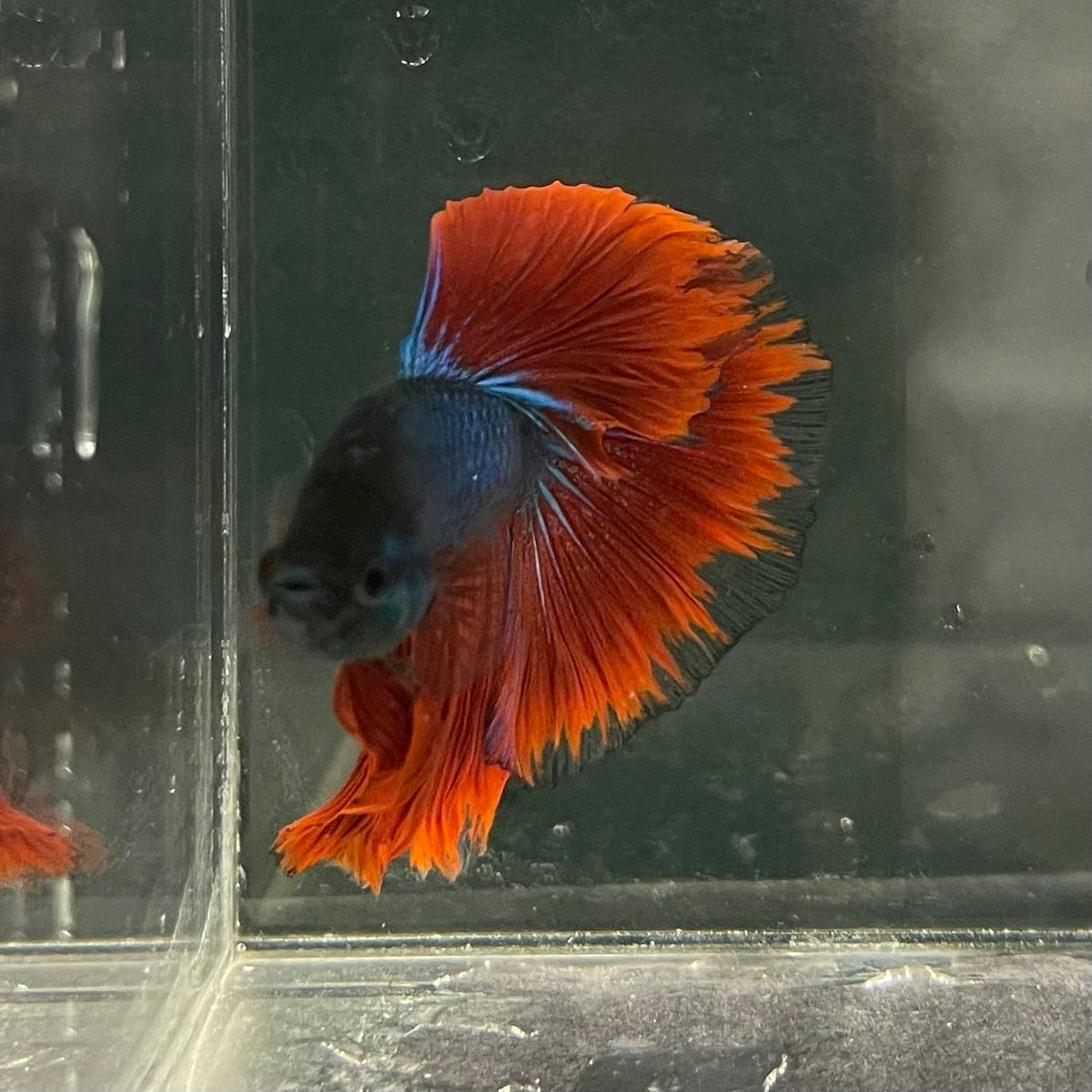 the-fish-farm Male Betta Male Betta - One Only - 17 Choose your favourite Male Betta from The Fish Farm Australia