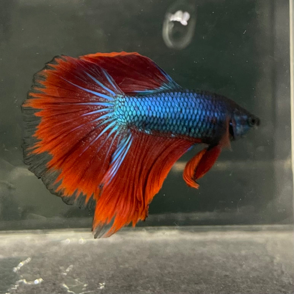 the-fish-farm Male Betta Male Betta - One Only - 17 Choose your favourite Male Betta from The Fish Farm Australia