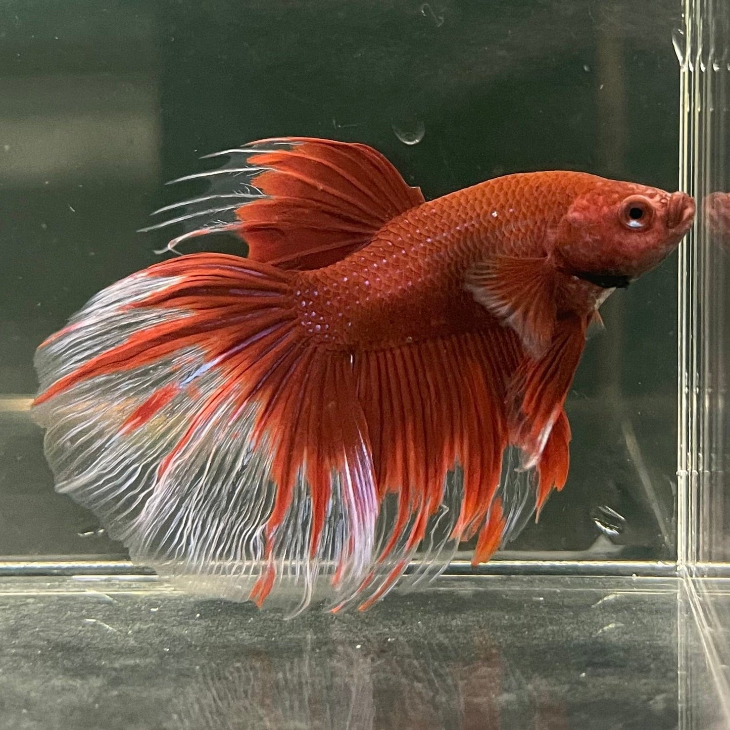 the-fish-farm Male Betta Male Betta - One Only - 18 Choose your favourite Male Betta from The Fish Farm Australia