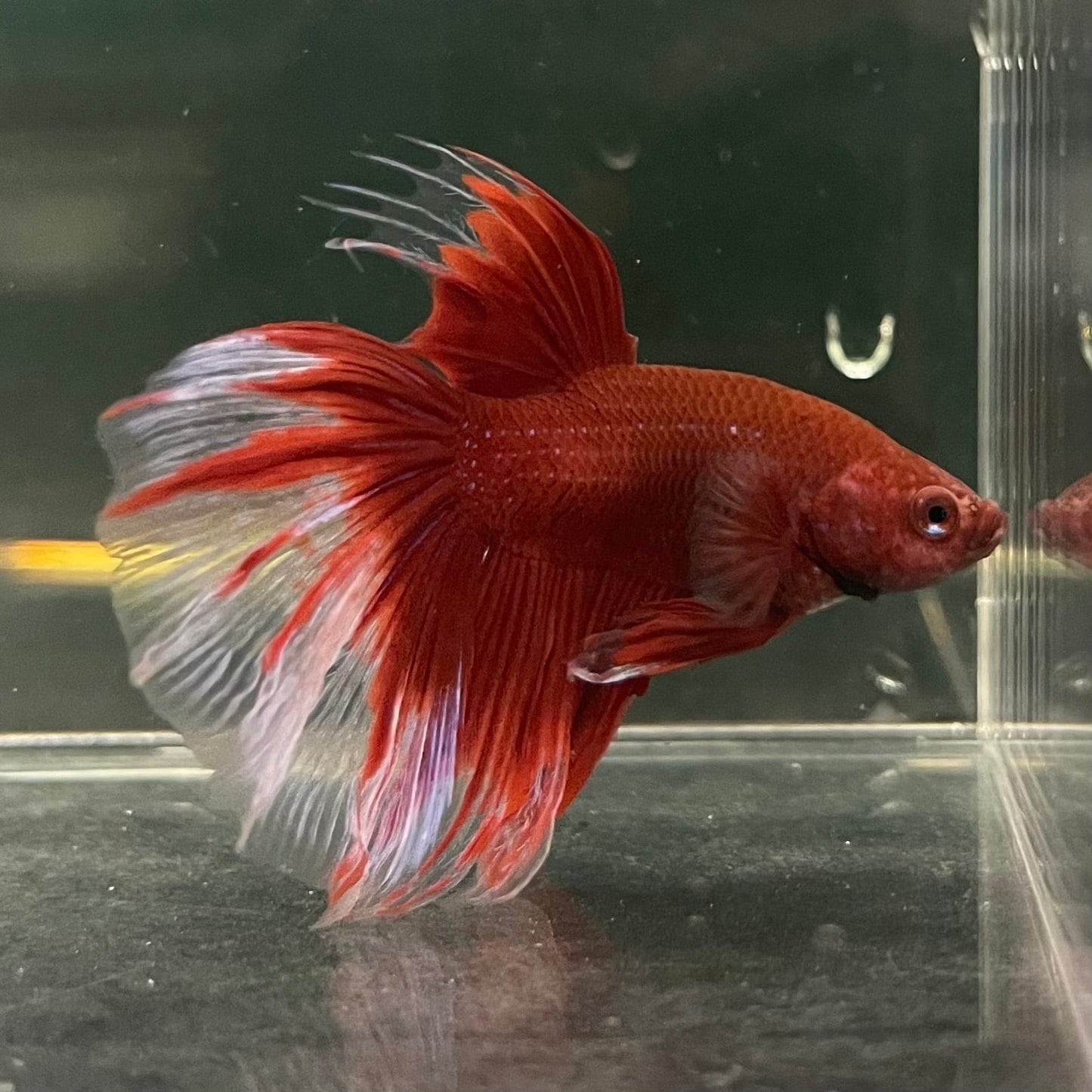 the-fish-farm Male Betta Male Betta - One Only - 18 Choose your favourite Male Betta from The Fish Farm Australia