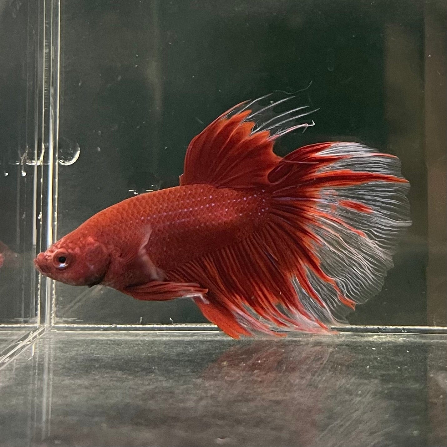 the-fish-farm Male Betta Male Betta - One Only - 18 Choose your favourite Male Betta from The Fish Farm Australia