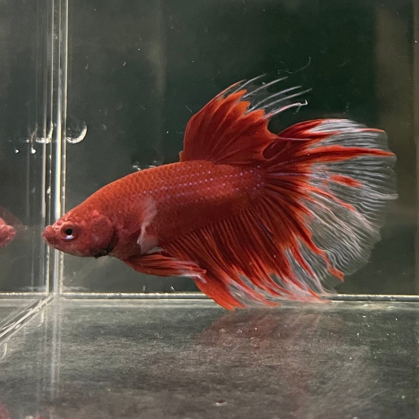 the-fish-farm Male Betta Male Betta - One Only - 18 Choose your favourite Male Betta from The Fish Farm Australia