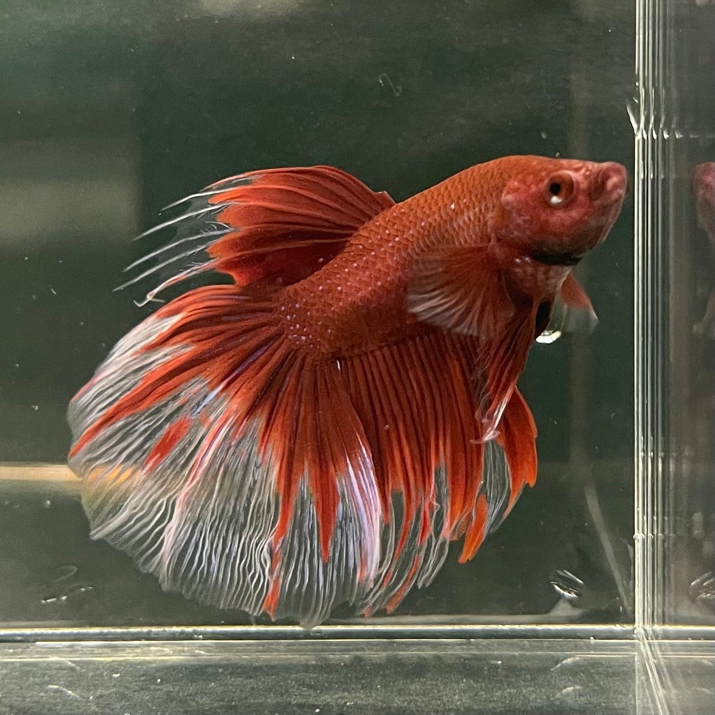 the-fish-farm Male Betta Male Betta - One Only - 18 Choose your favourite Male Betta from The Fish Farm Australia