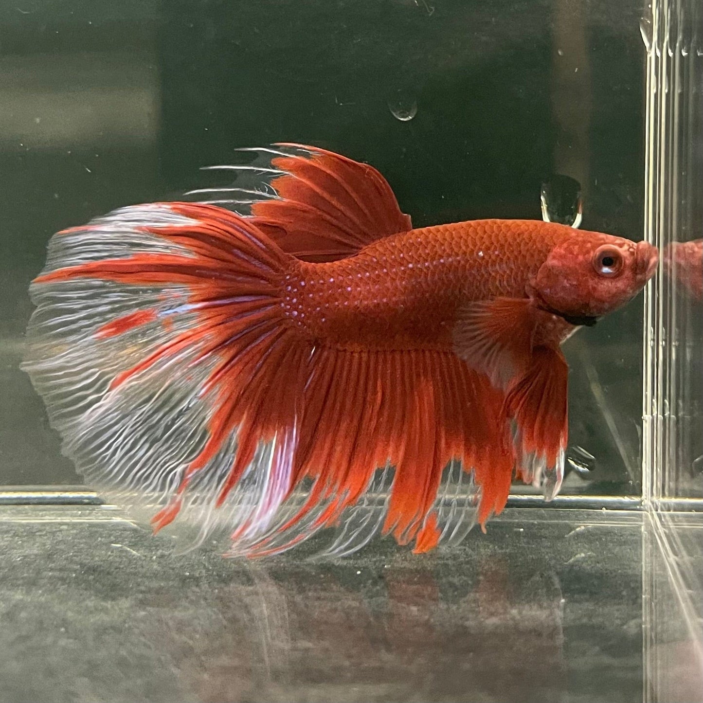 the-fish-farm Male Betta Male Betta - One Only - 18 Choose your favourite Male Betta from The Fish Farm Australia