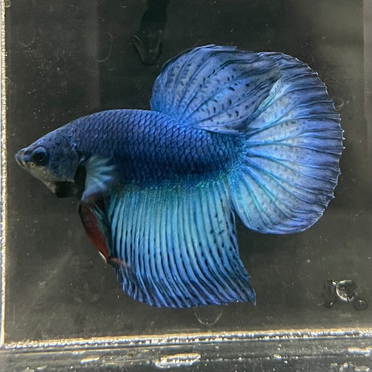 the-fish-farm Male Betta Male Betta - One Only - 18 Choose your favourite Male Betta from The Fish Farm Australia