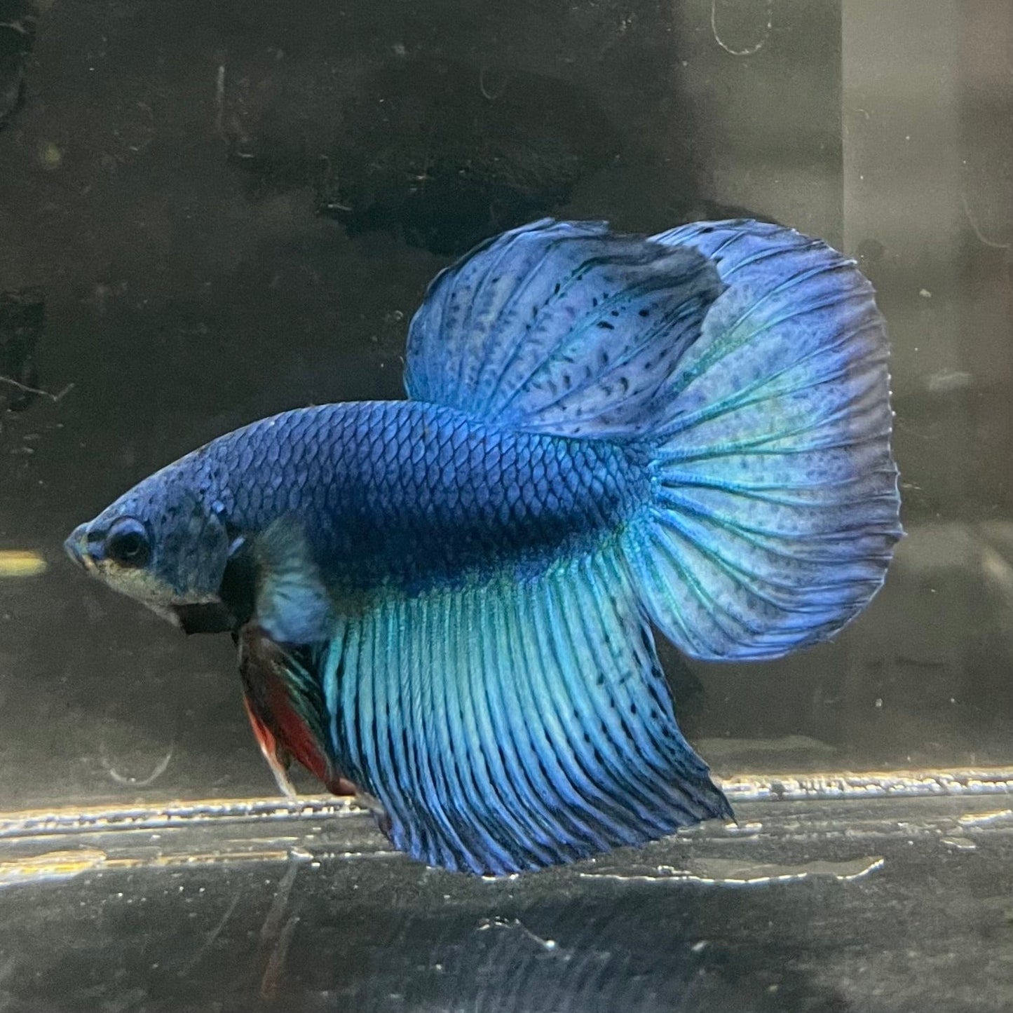 the-fish-farm Male Betta Male Betta - One Only - 18 Choose your favourite Male Betta from The Fish Farm Australia