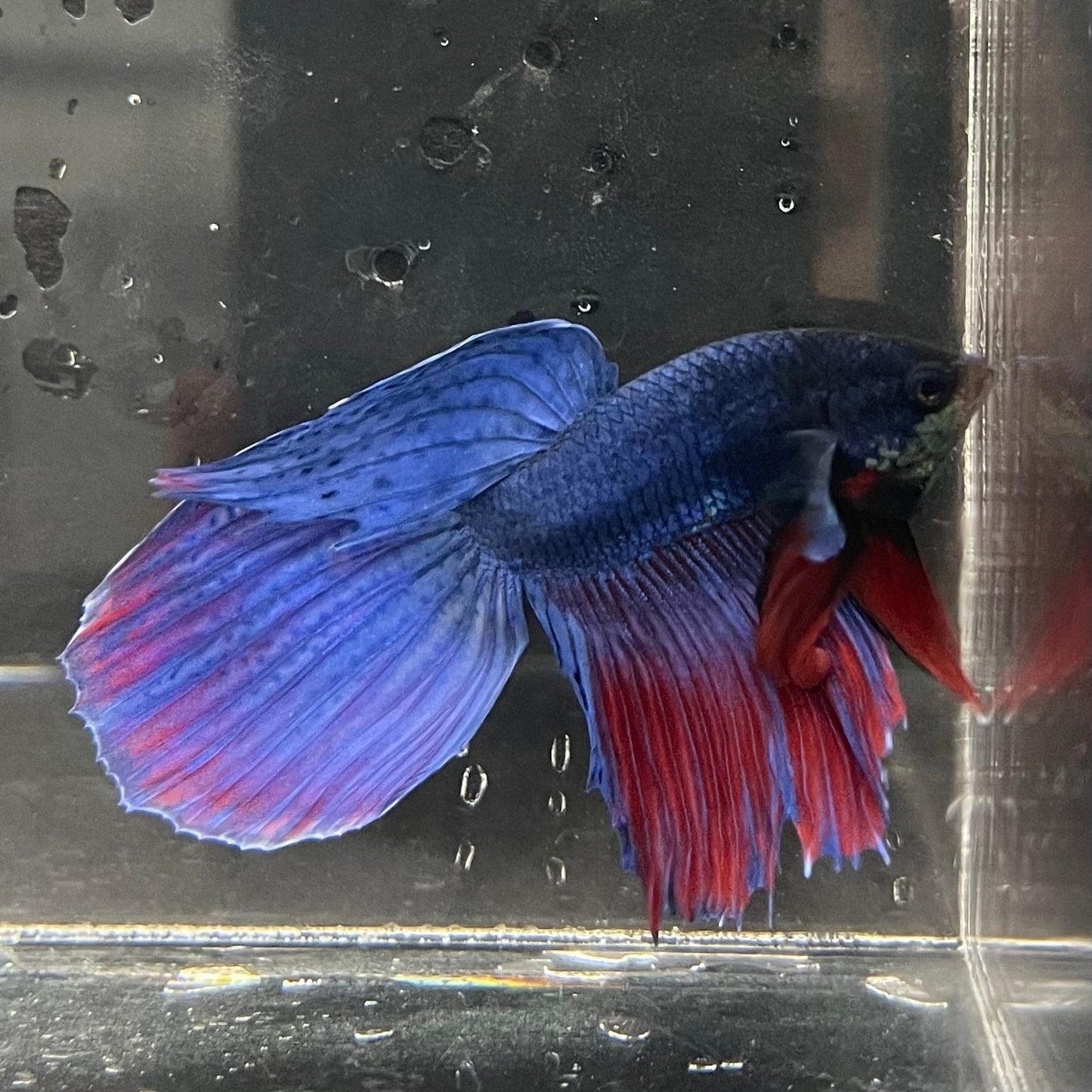 the-fish-farm Male Betta Male Betta - One Only - 18 Choose your favourite Male Betta from The Fish Farm Australia