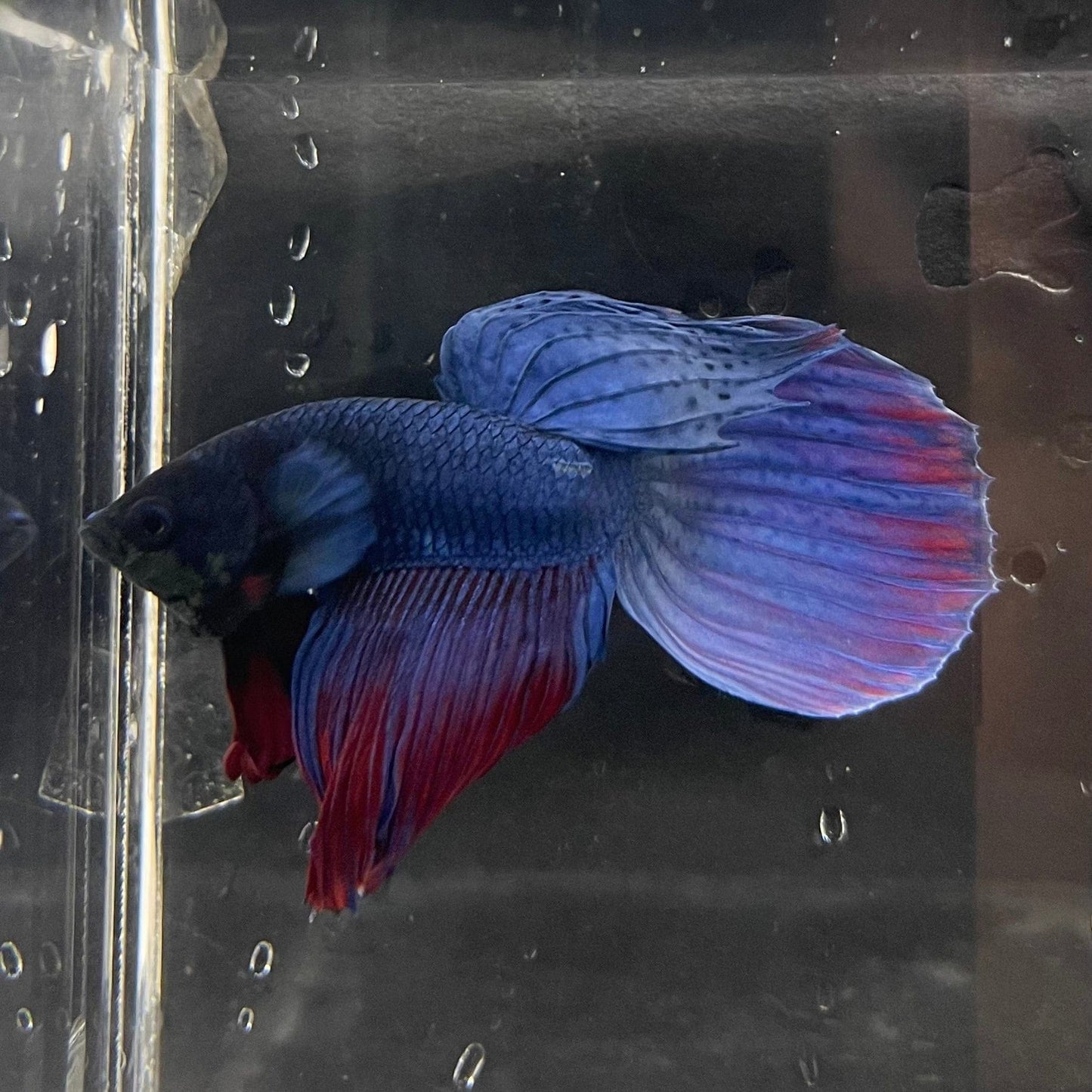 the-fish-farm Male Betta Male Betta - One Only - 18 Choose your favourite Male Betta from The Fish Farm Australia