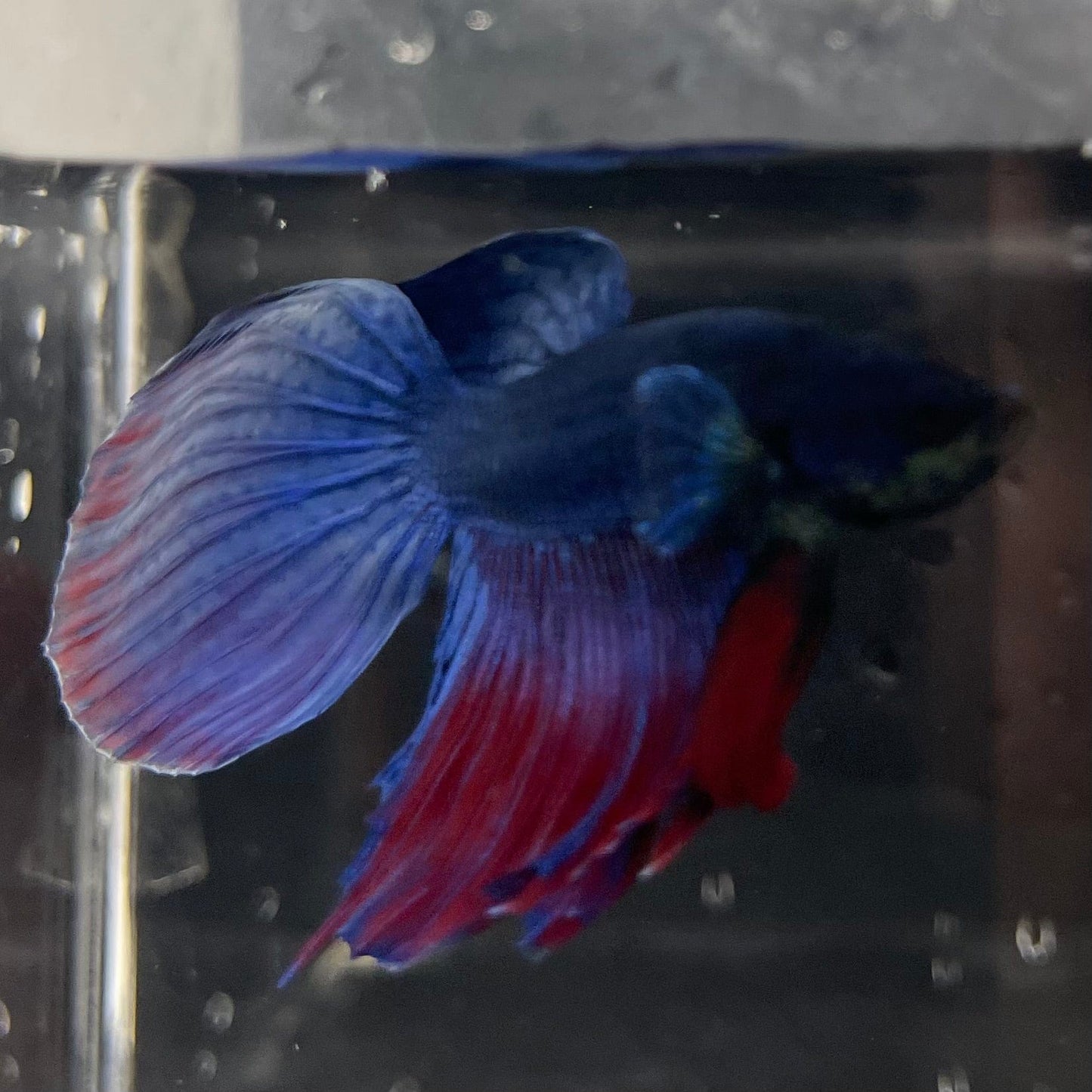 the-fish-farm Male Betta Male Betta - One Only - 18 Choose your favourite Male Betta from The Fish Farm Australia