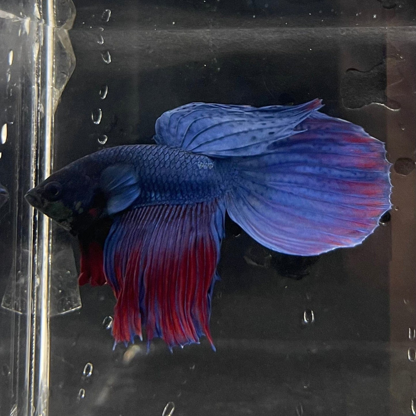 the-fish-farm Male Betta Male Betta - One Only - 18 Choose your favourite Male Betta from The Fish Farm Australia